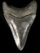 Serrated, Megalodon Tooth - Georgia #39906-2